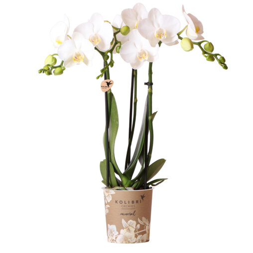 Amabilis orchidee wit